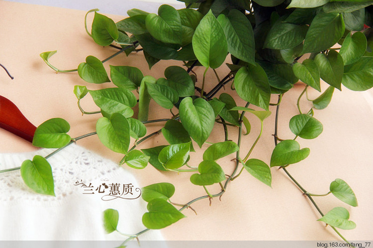 小白羊~~鉤織結(jié)合羊絨打底衫（蘭心蕙質(zhì)2015） - 蘭心蕙質(zhì) - 蘭心蕙質(zhì)藍(lán)云海
