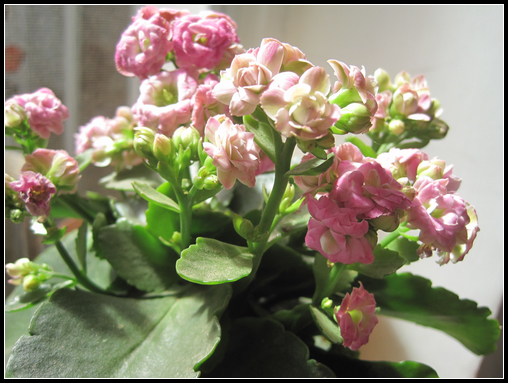 花花世界，2012的春天給花草留影 - 衣染香 - 若蘭軒