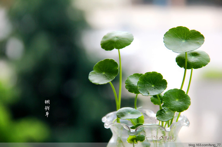 綠植，，多肉。。（蘭心蕙質2015） - 蘭心蕙質 - 蘭心蕙質藍云海