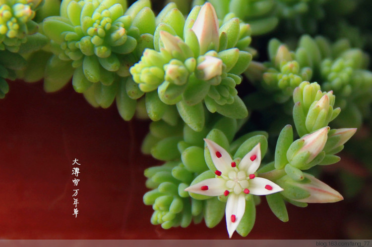 綠植，，多肉。。（蘭心蕙質2015） - 蘭心蕙質 - 蘭心蕙質藍云海
